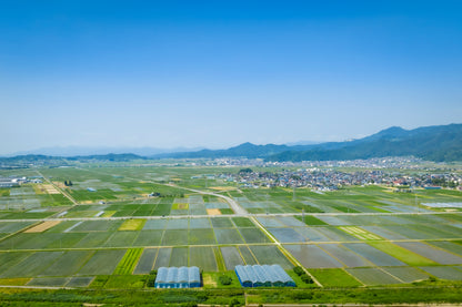 山形県産さくらんぼクラフトラガー　3本セット